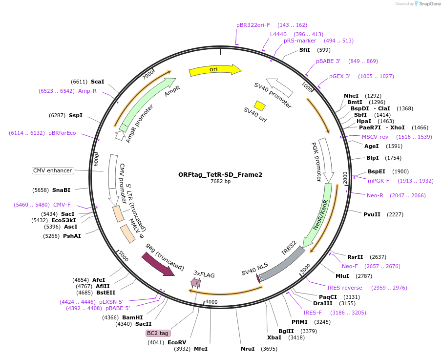 ORFtag_TetR-SD_Frame2载体图谱
