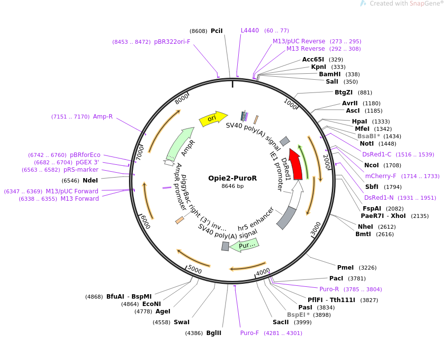 Opie2-PuroR载体图谱
