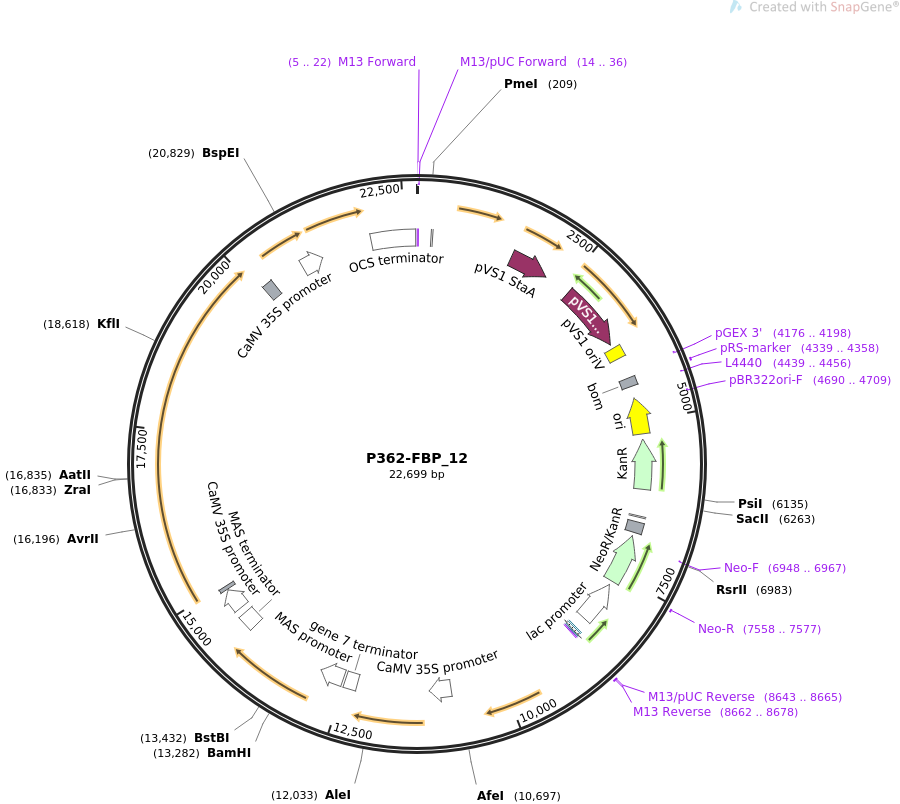 P362-FBP_12质粒图谱