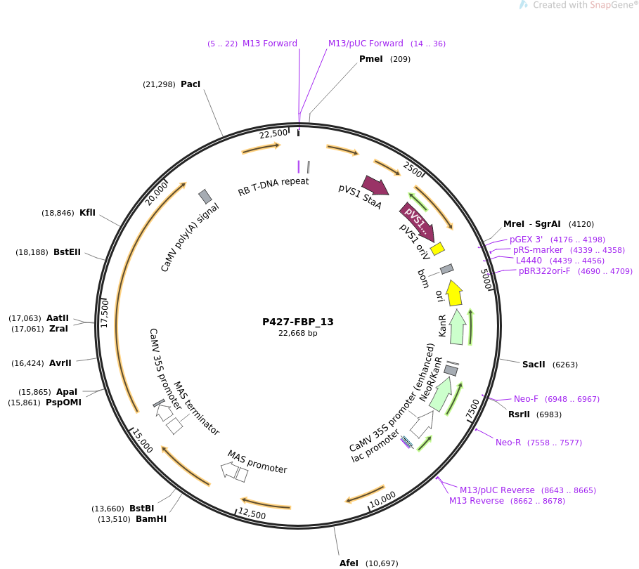 P427-FBP_13载体图谱