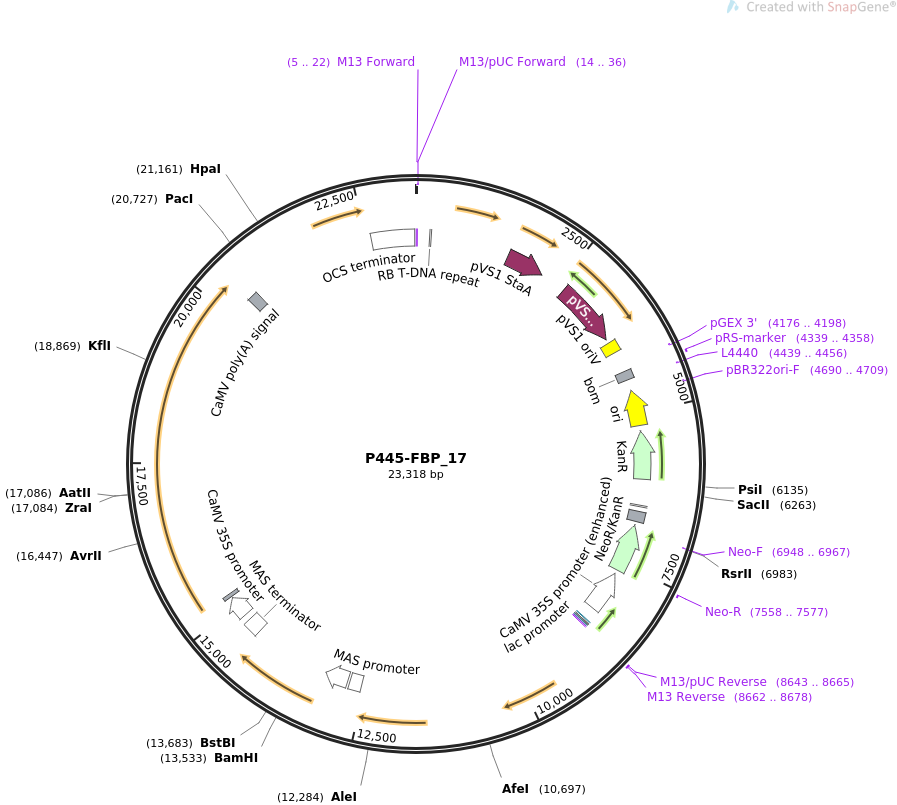 P445-FBP_17质粒图谱