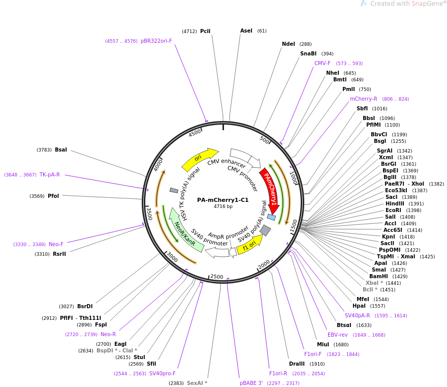 PA-mCherry1-C1质粒图谱