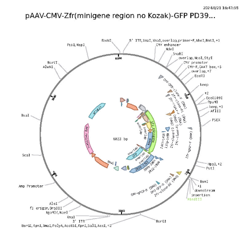 PAAV-CMV-Zf-GFP载体图谱