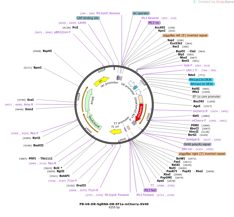 PB-U6-DR-SgRNA-DR-EF1a-mCherry-SV40载体图谱