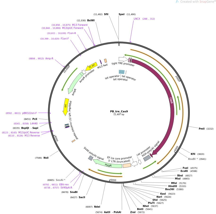 PB_tre_Cas9质粒图谱
