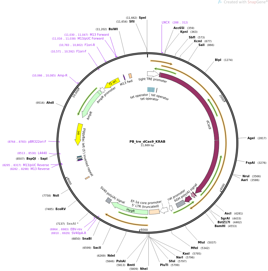 PB_tre_dCas9_KRAB载体图谱