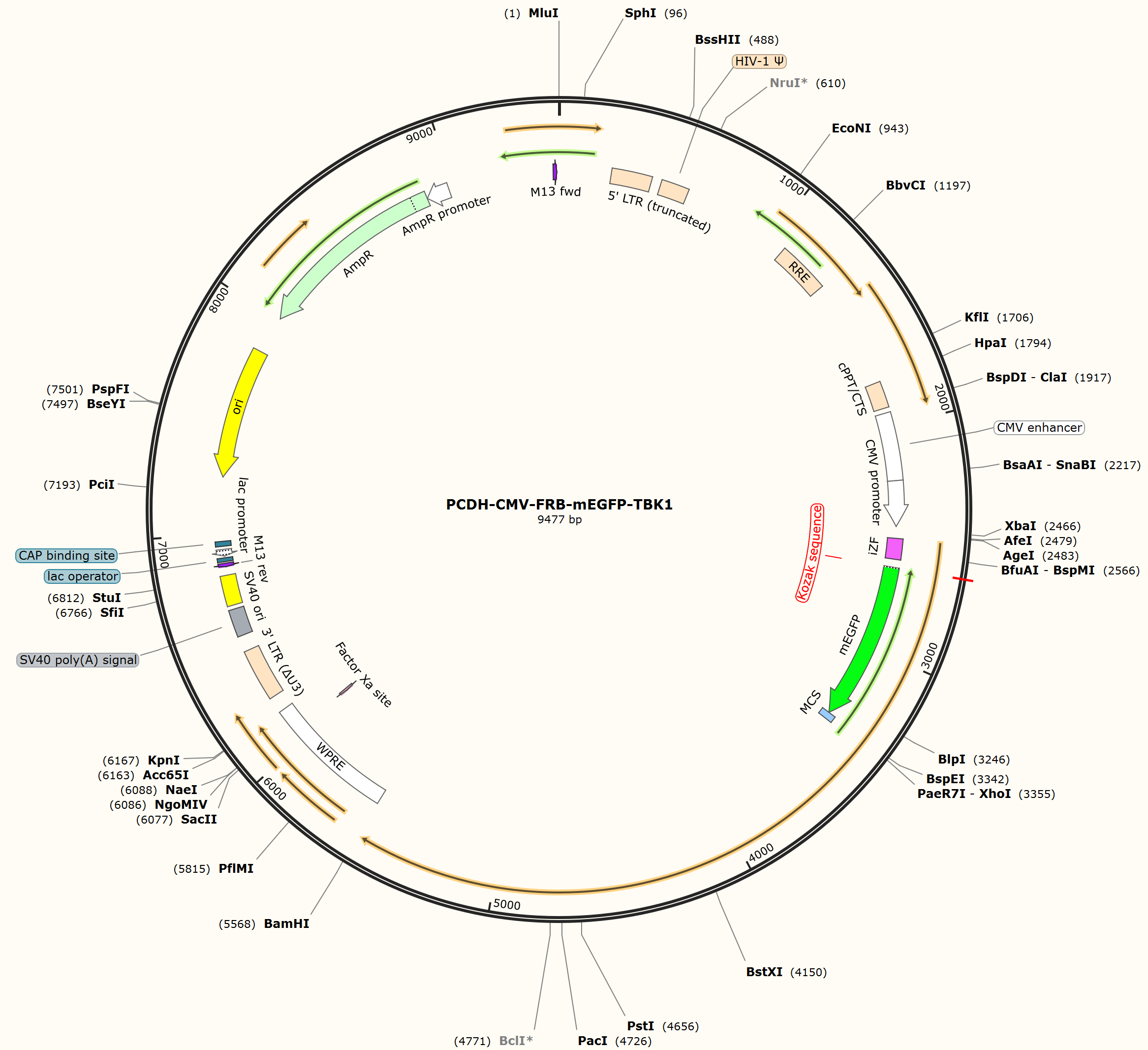 PCDH-CMV-FRB-mEGFP-TBK1载体图谱