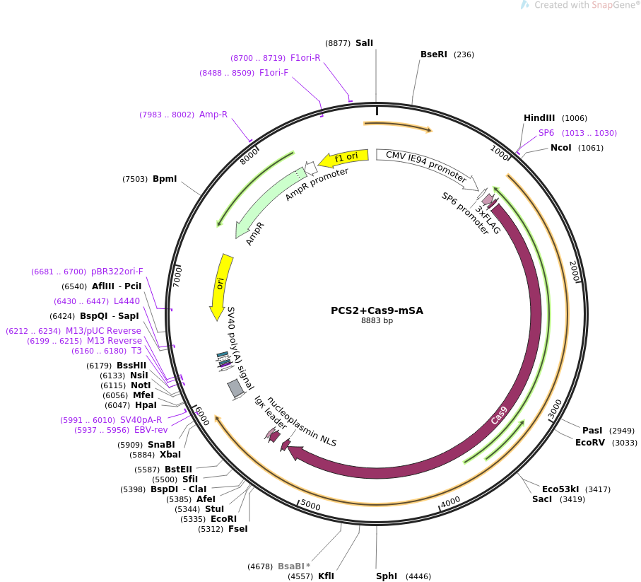 PCS2+Cas9-mSA质粒图谱