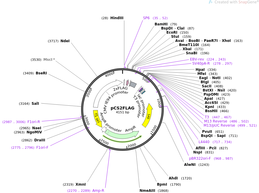 pCS2FLAG质粒图谱