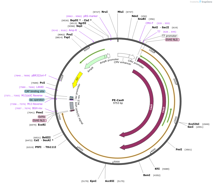 PE-Cas9载体图谱