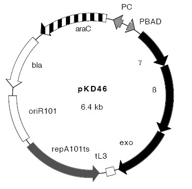 pCMV-Tag3B载体图谱