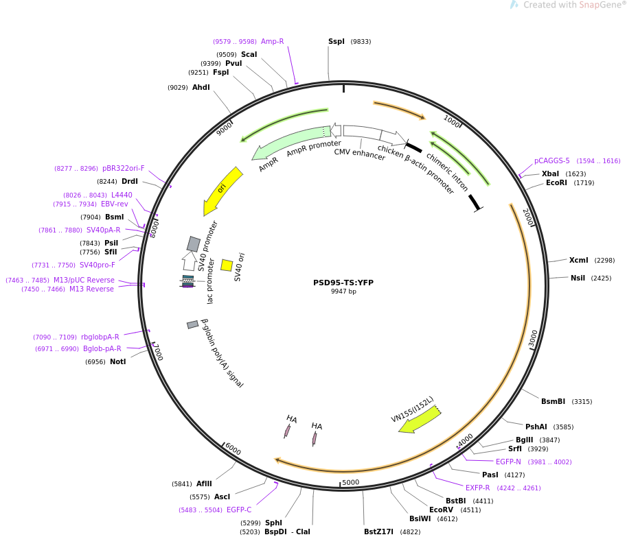 PSD95-TSYFP载体图谱