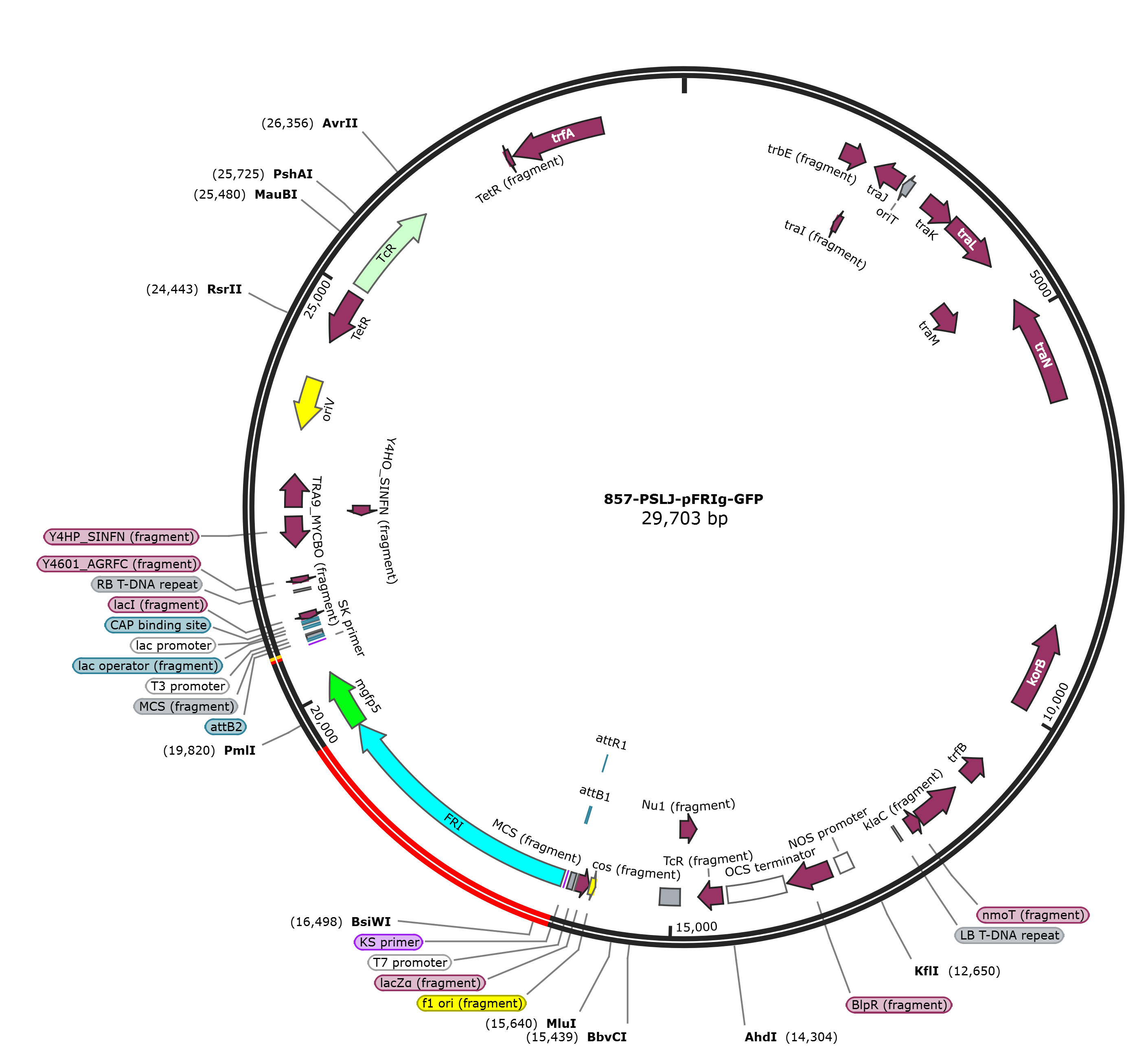 PSLJ-pFRIg-GFP载体图谱