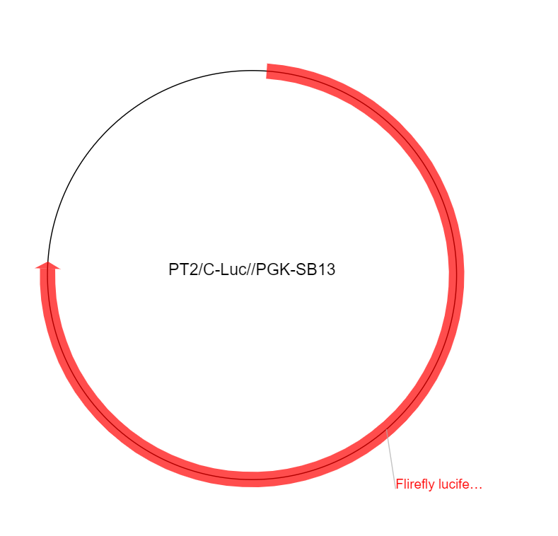 PT2C-LucPGK-SB13载体图谱