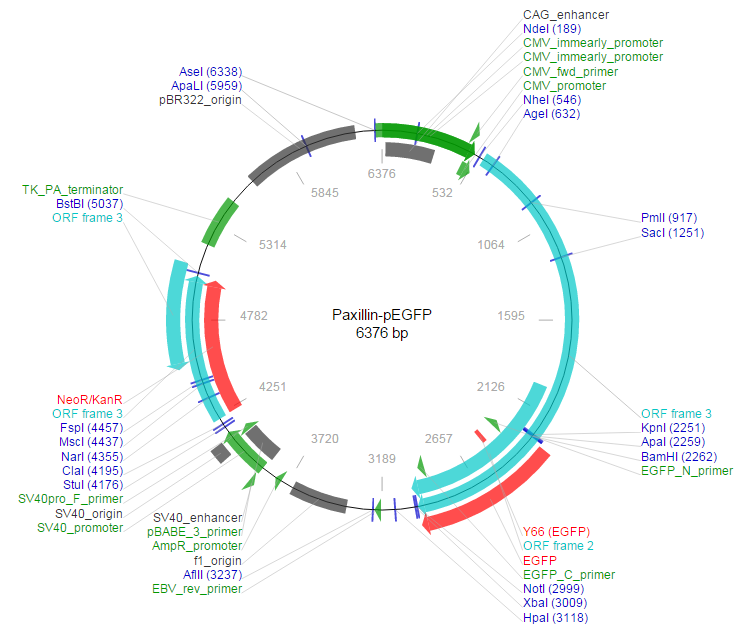 Paxillin-pEGFP载体图谱