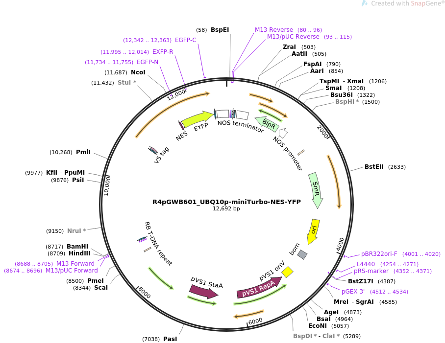 R4pGWB601_UBQ10p-miniTurbo-NES-YFP质粒图谱