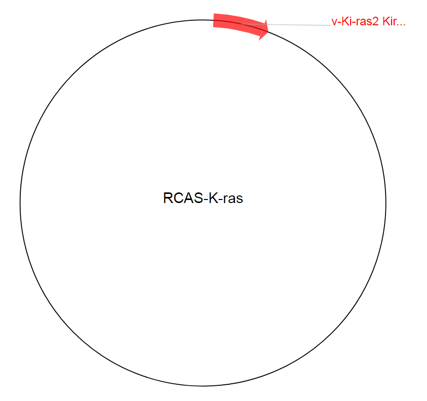 RCAS-K-ras质粒图谱
