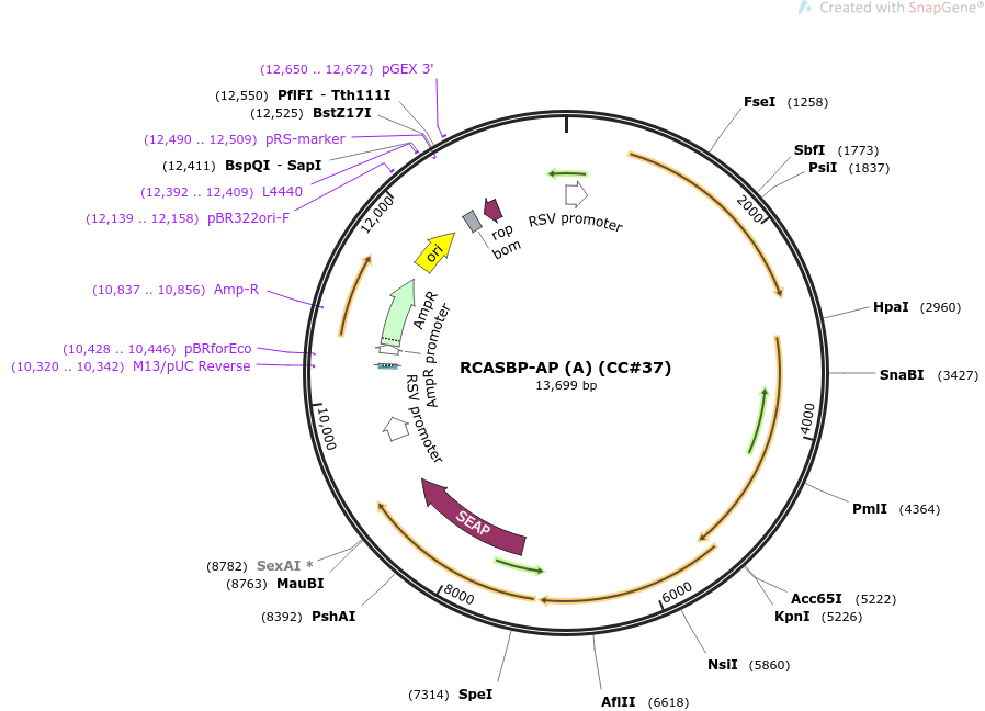 RCASBP-AP (A) (CC#37)质粒图谱