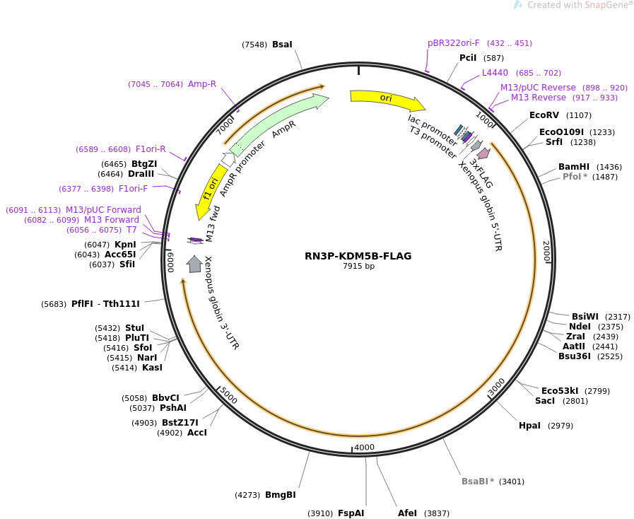 RN3P-KDM5B-FLAG质粒图谱