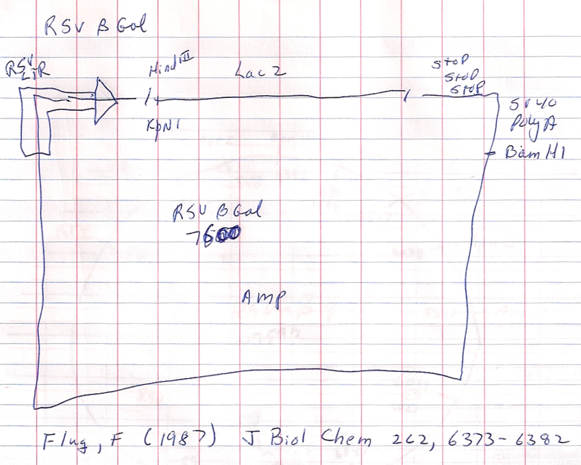 RSV-betaGal质粒图谱