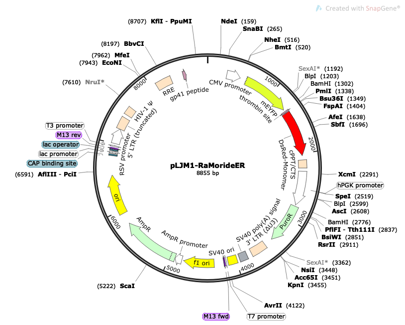 RaMorideER载体图谱