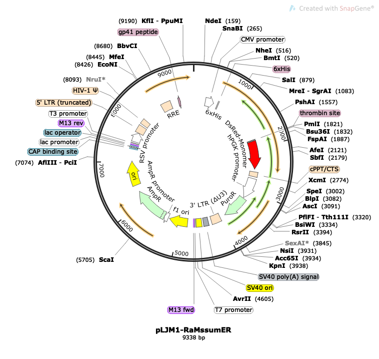 RaMssiumER载体图谱