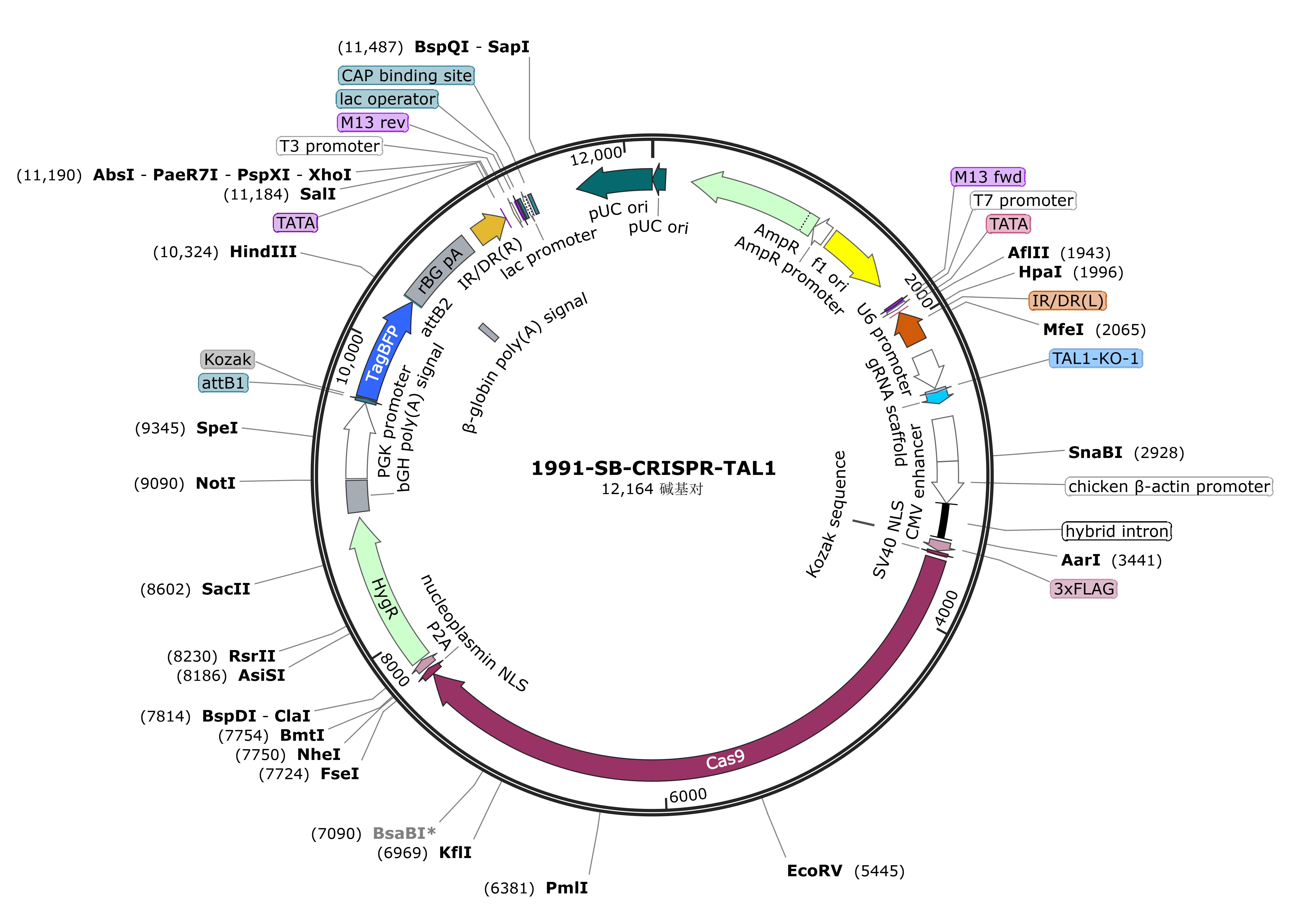 SB-CRISPR-TAL1载体图谱.jpg
