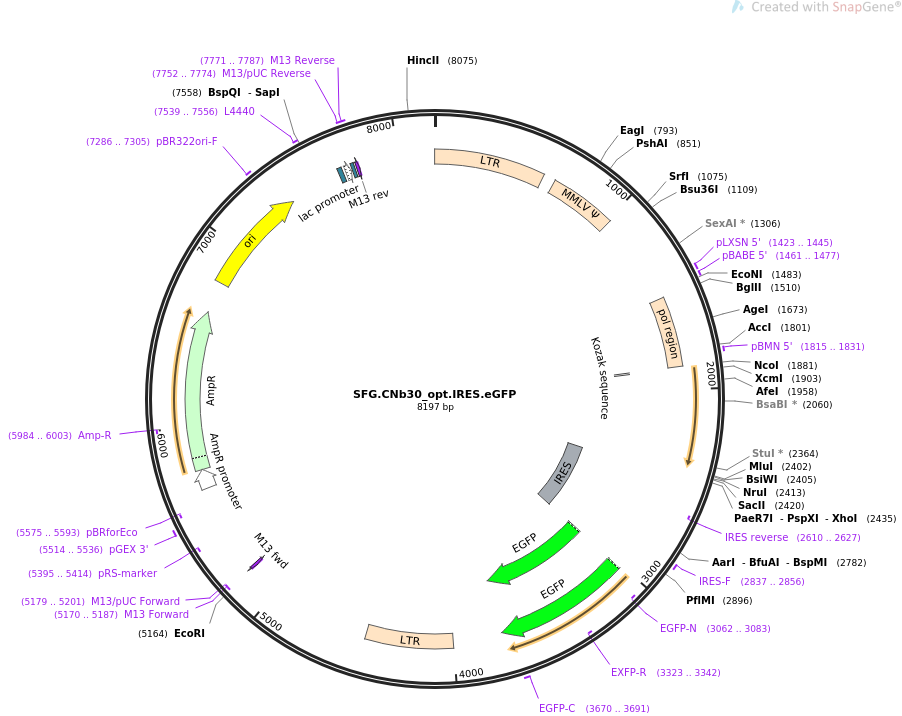 SFG.CNb30_opt.IRES.eGFP质粒图谱