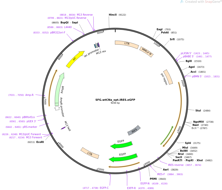 SFG.wtCNa_opt.IRES.eGFP质粒图谱