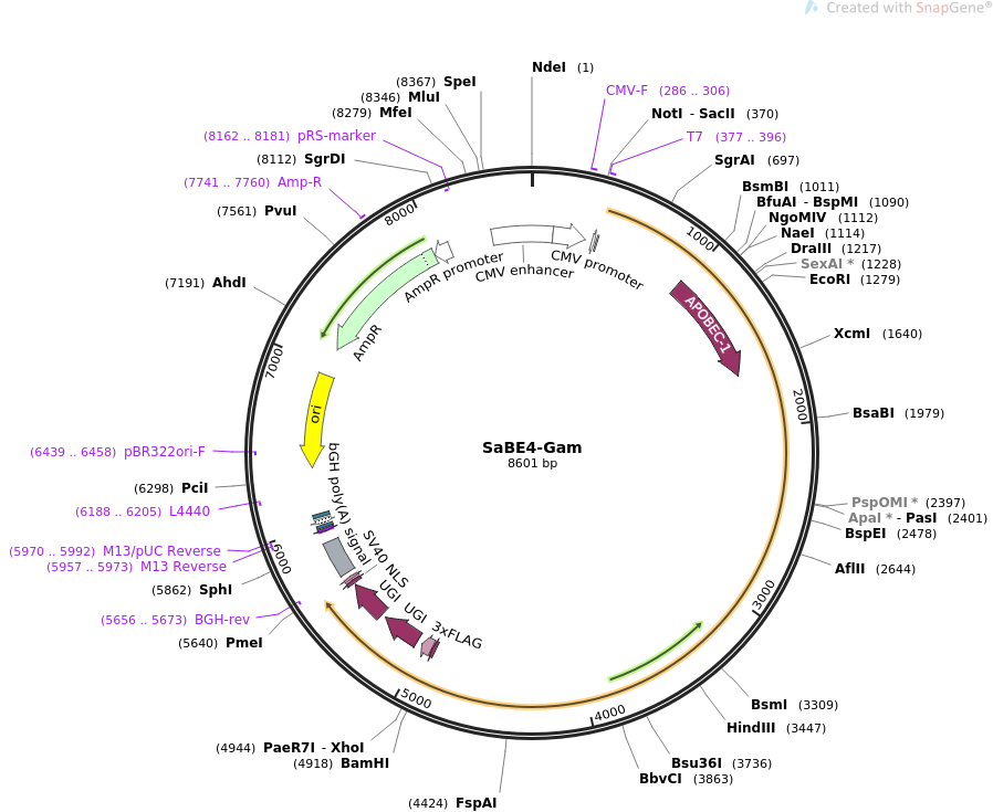 SaBE4-Gam质粒图谱
