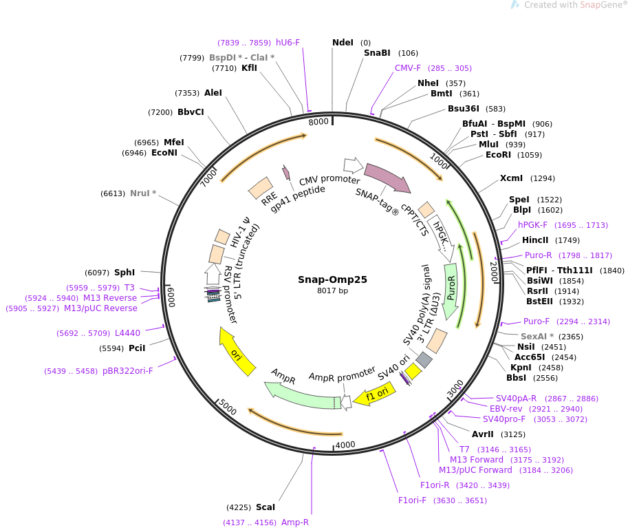 Snap-Omp25质粒图谱