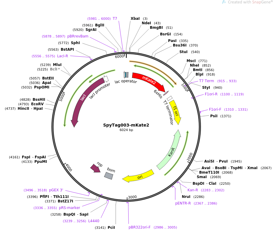 SpyTag003-mKate2载体图谱