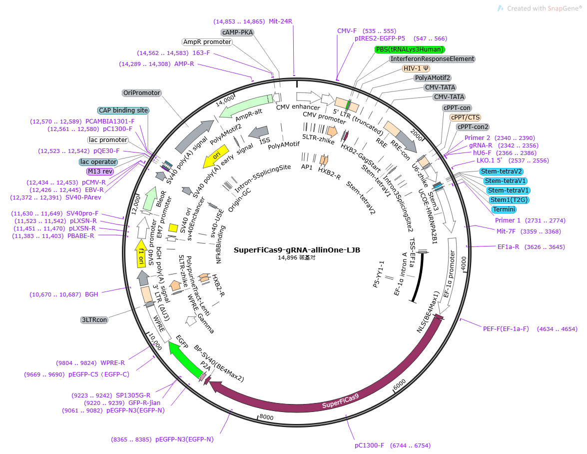 SuperFiCas9-tRNA-gRNA-all-in-One载体图谱