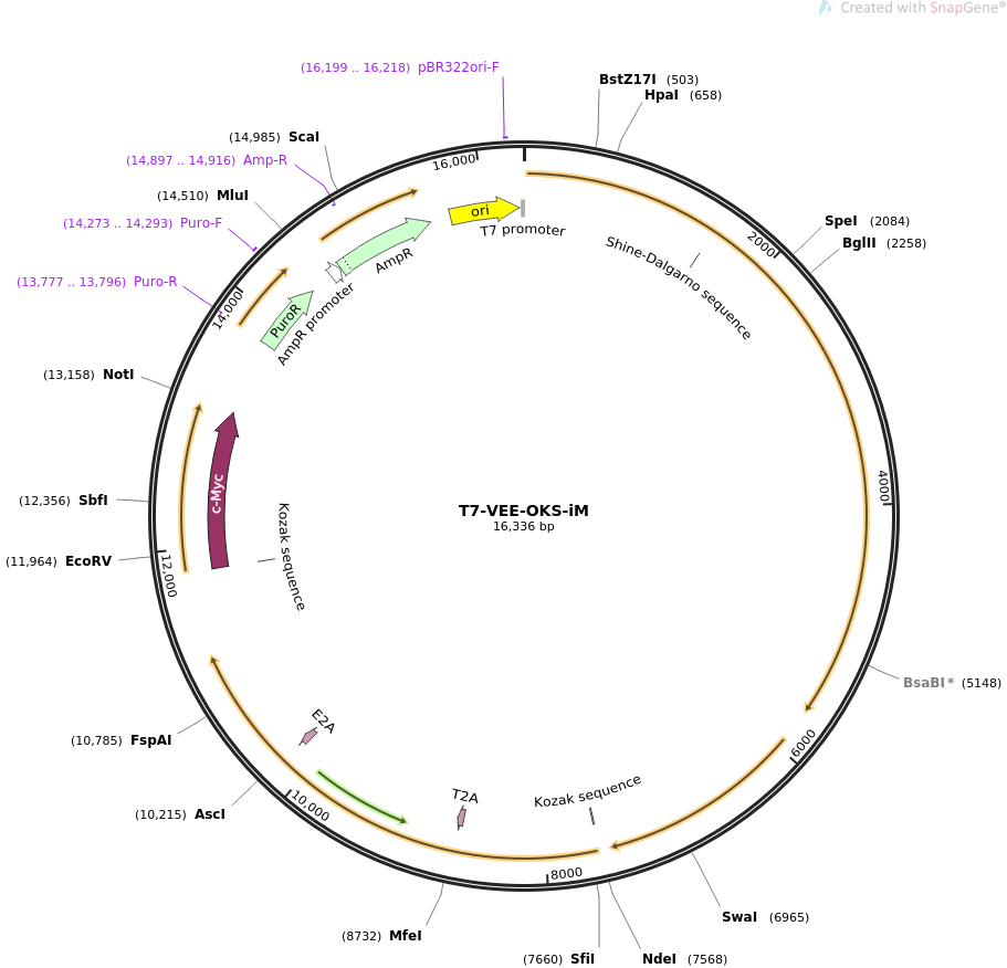T7-VEE-OKS-iM质粒图谱