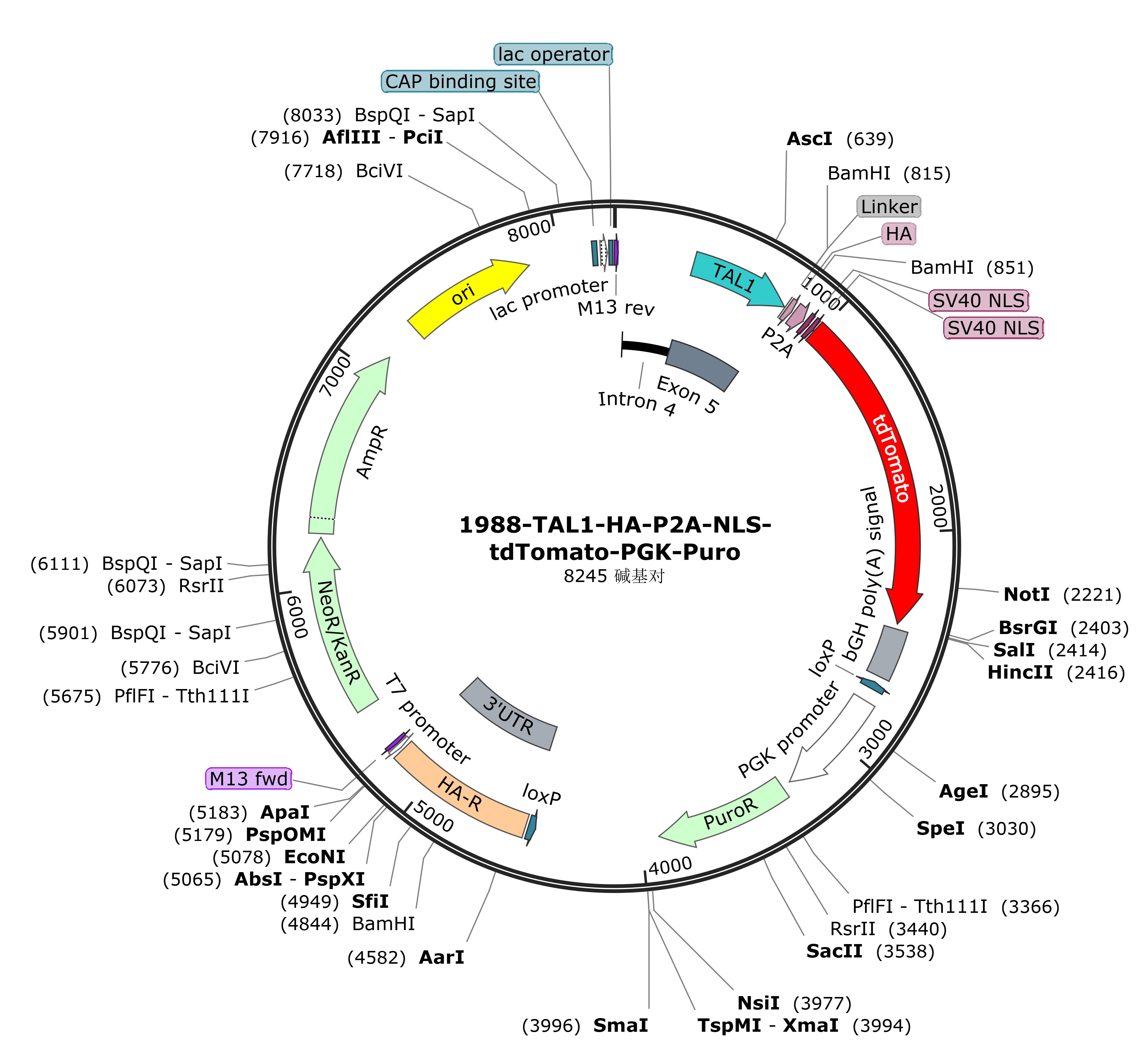 TAL1-HA-P2A-NLS-tdTomato-PGK-Puro载体图谱.jpg