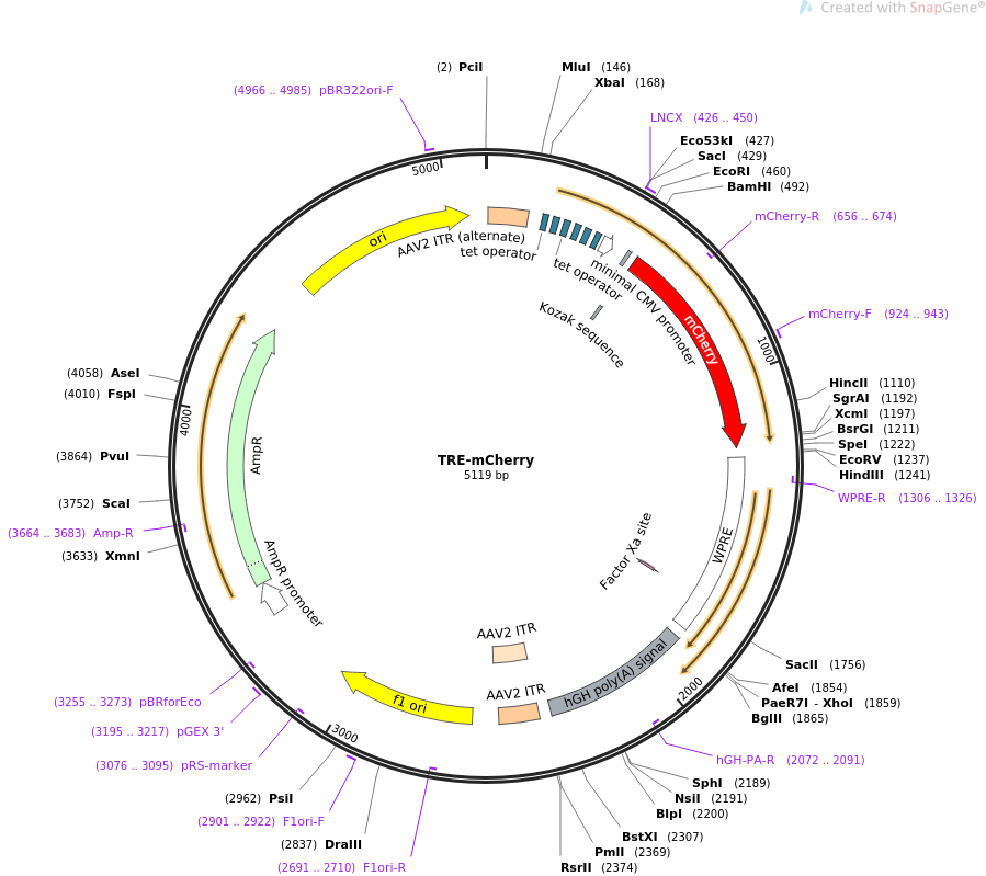 TRE-mCherry载体图谱