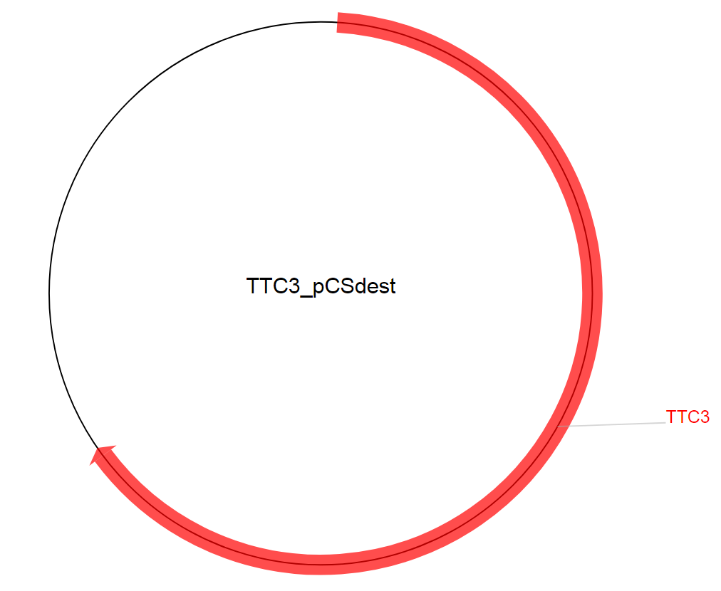 TTC3_pCSdest质粒图谱