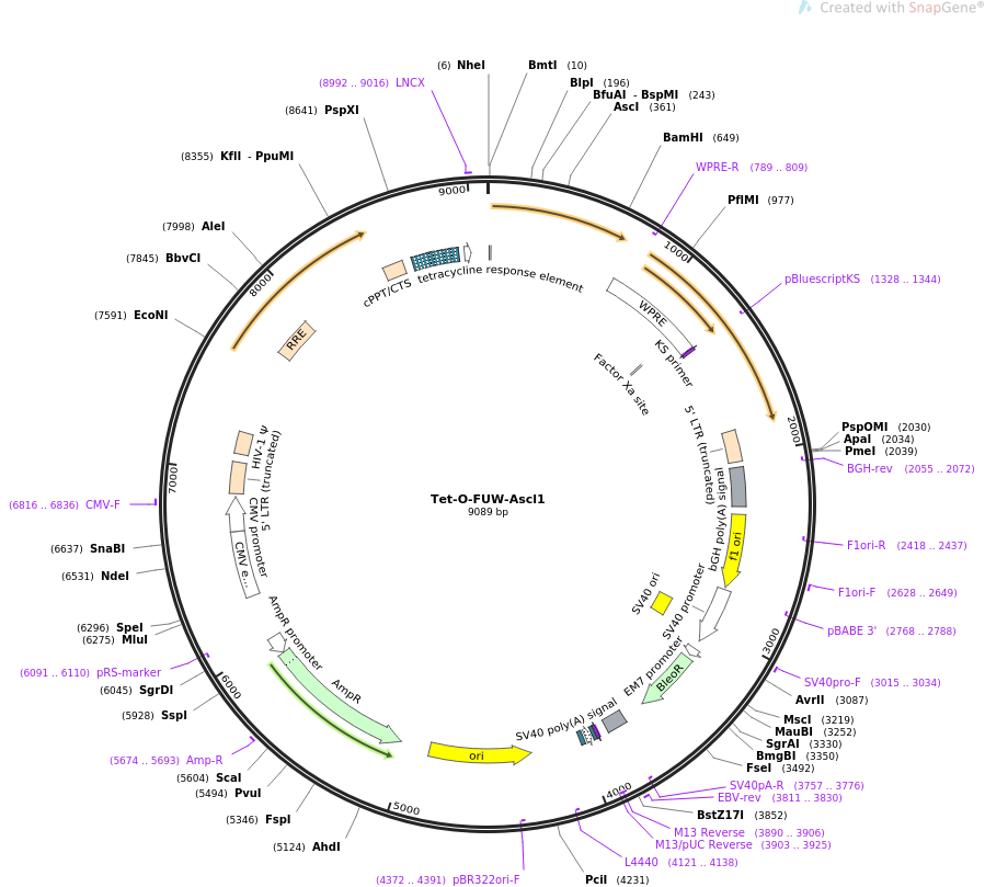 Tet-O-FUW-Ascl1质粒图谱