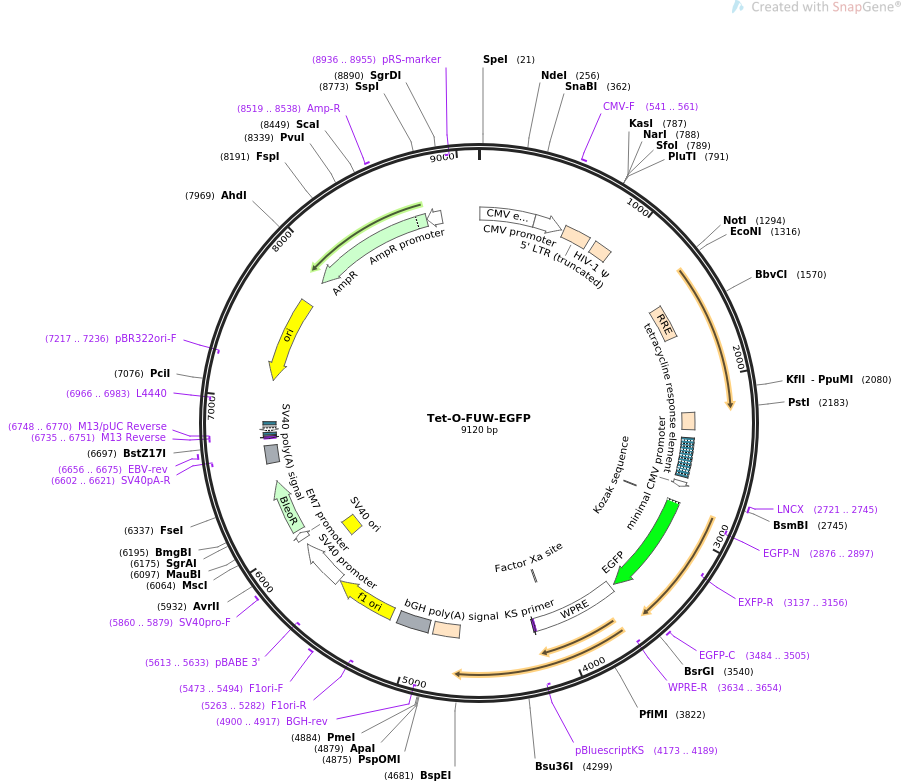 Tet-O-FUW-EGFP质粒图谱