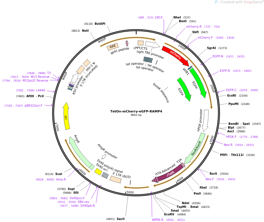 TetOn-mCherry-eGFP-RAMP4载体图谱