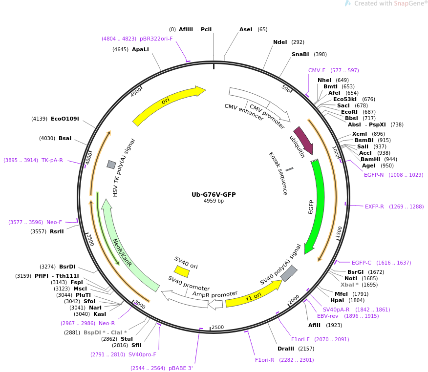 Ub-G76V-GFP质粒图谱