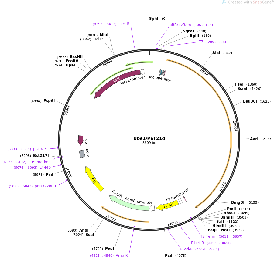 Ube1PET21d质粒图谱