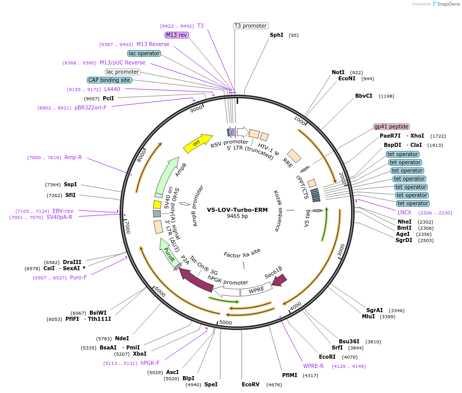 V5-LOV-Turbo-ERM载体图谱