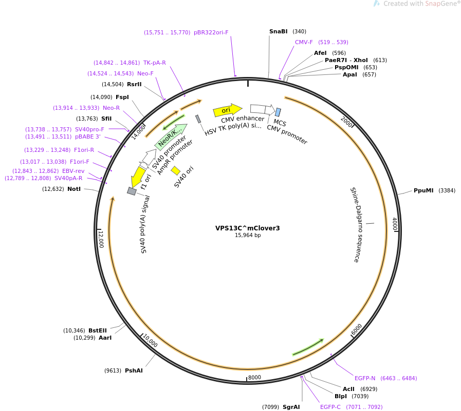VPS13CampmClover3载体图