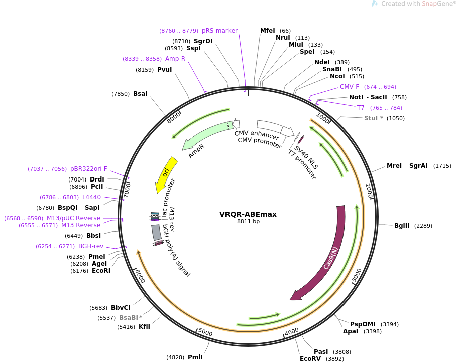 VRQR-ABEmax质粒图谱