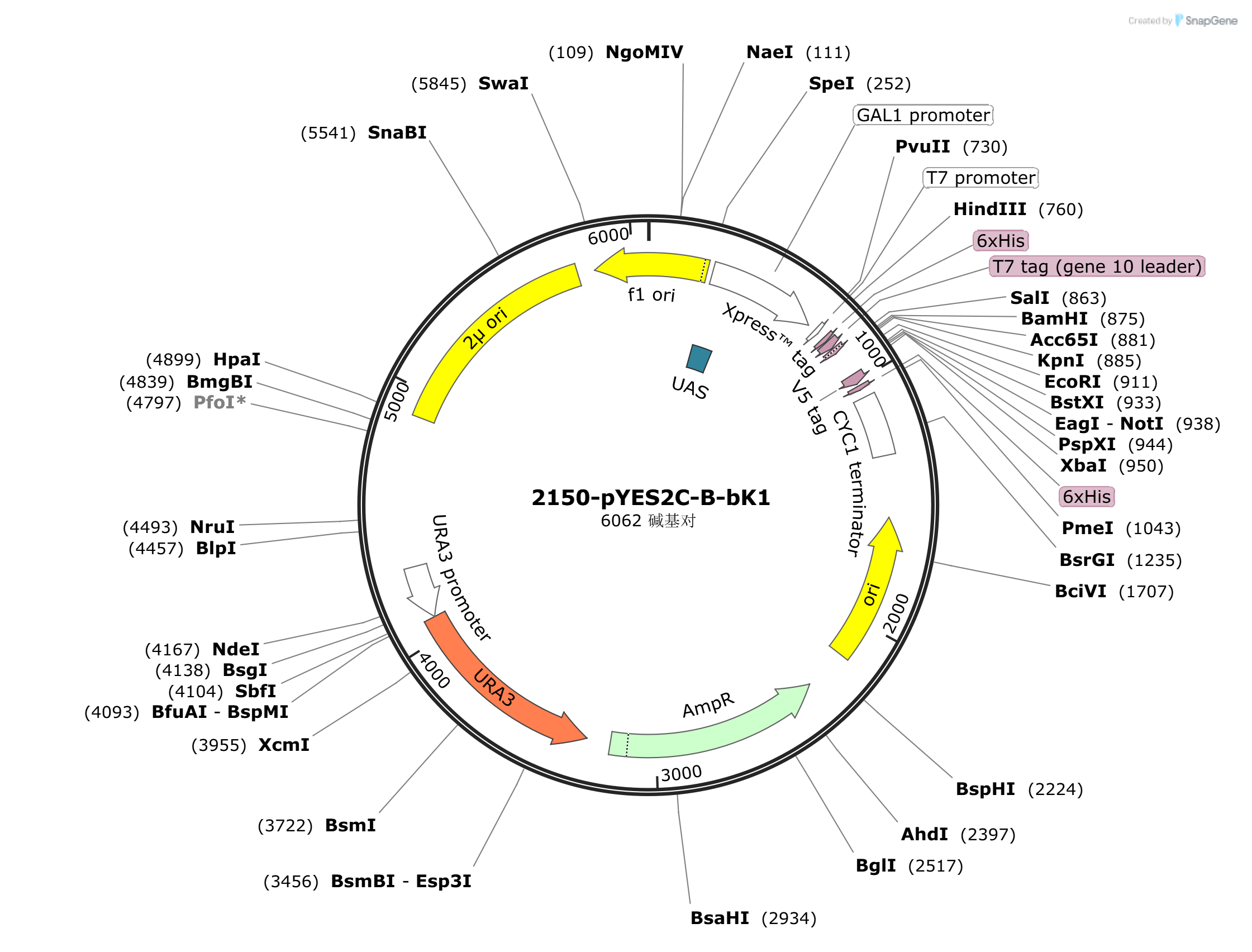 Yes2C-B-bk1载体图谱