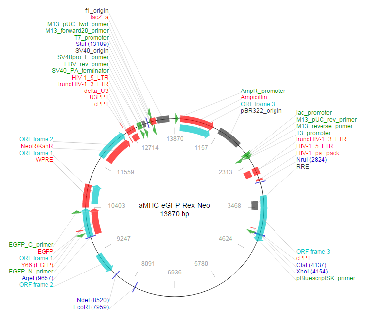 aMHC-eGFP-Rex-Neo载体图谱