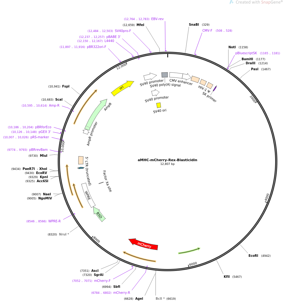 aMHC-mCherry-Rex-Blasticidin质粒图谱