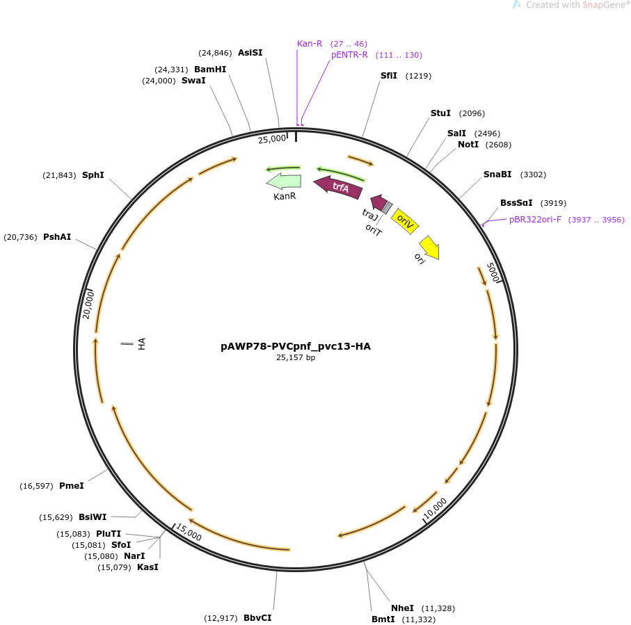 pAWP78-PVCpnf_pvc13-HA