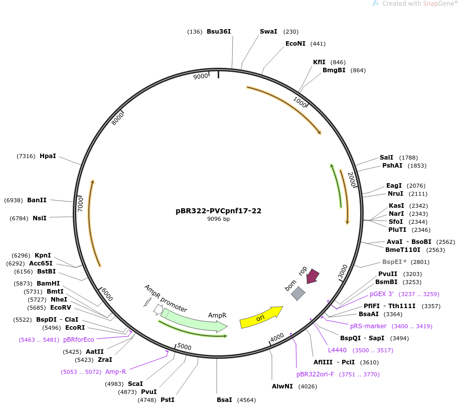 pBR322-PVCpnf17-22质粒图谱